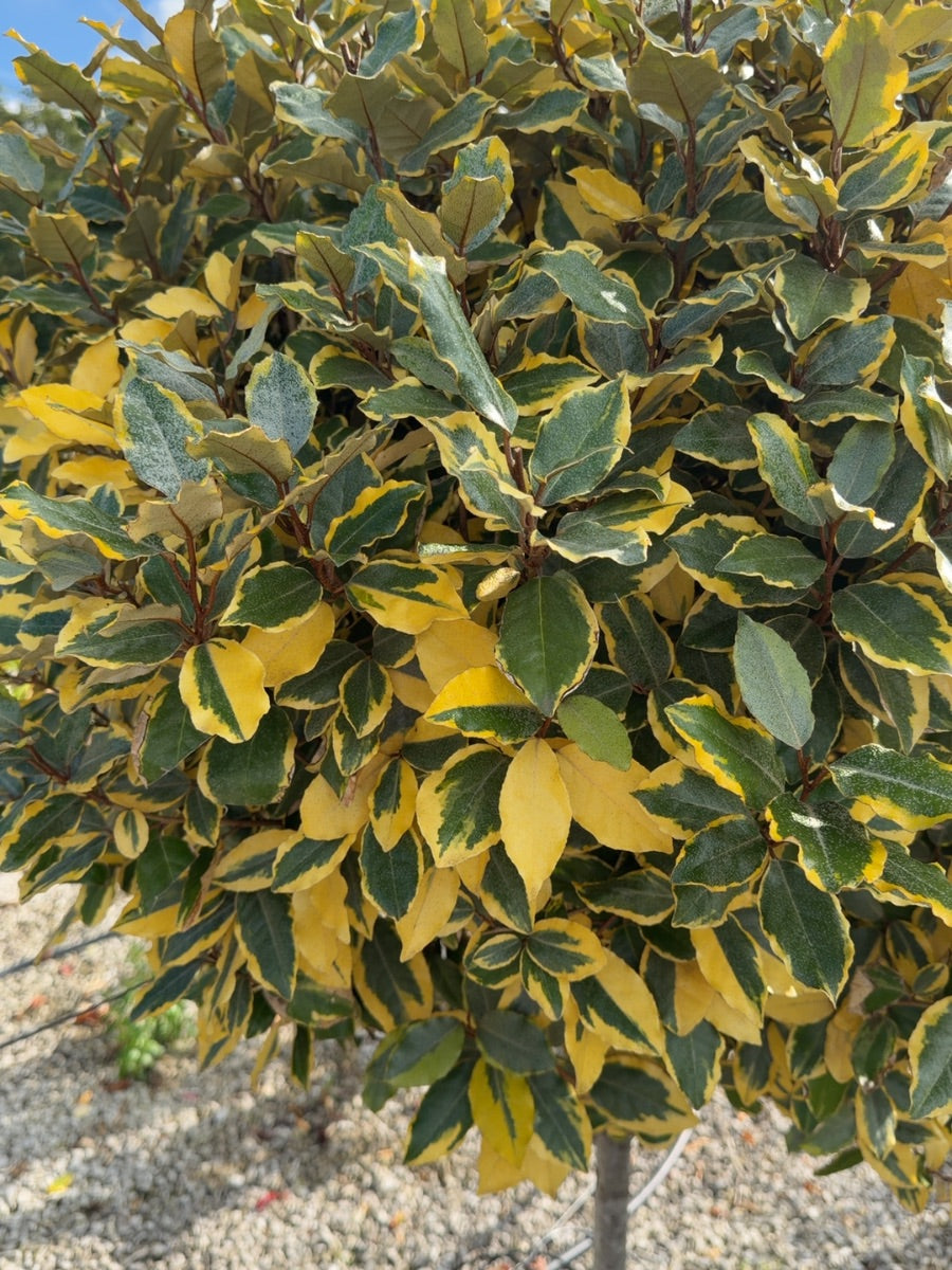 Elaeagnus x Vivileg Half Standard 45 Litre Pot