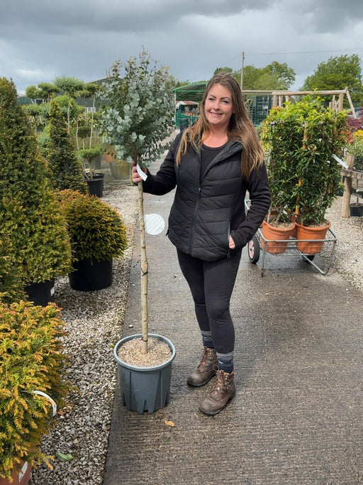 Eucalyptus Azura Half Standard 18 Litre Pot 100-120cm Stem