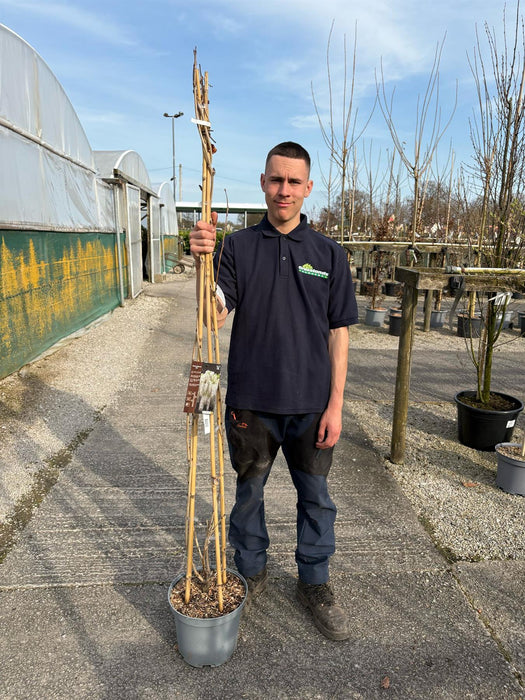 Wisteria Floribunda Alba 10 Litre Pot