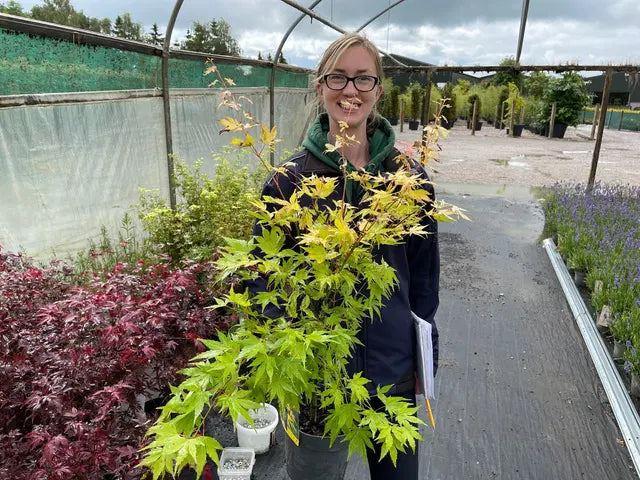 Acer palmatum Orange Dream 3 Litre Pot