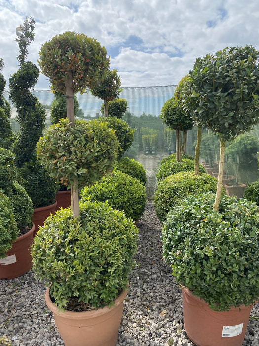 Buxus Sempervirens Trio-Ball Stack 10 Litre Pot