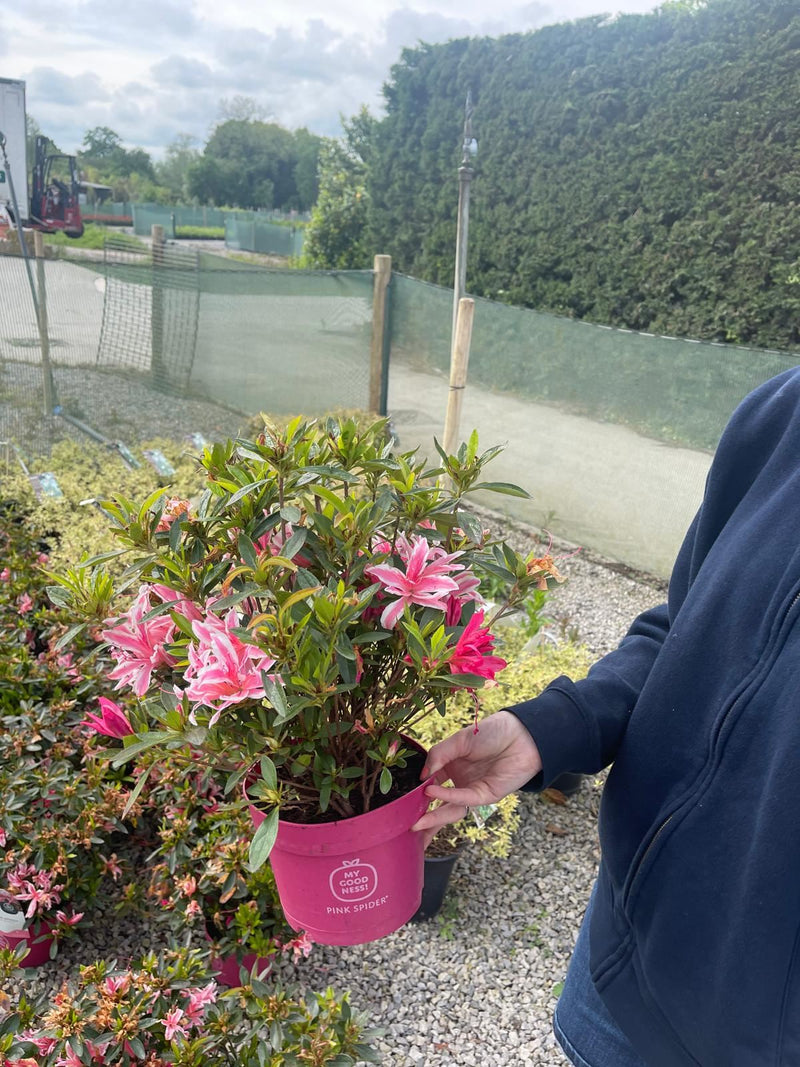 azalea pink spider plant Azalea obt. Pink Spider 2 Litre Pot — Grasslands Nursery