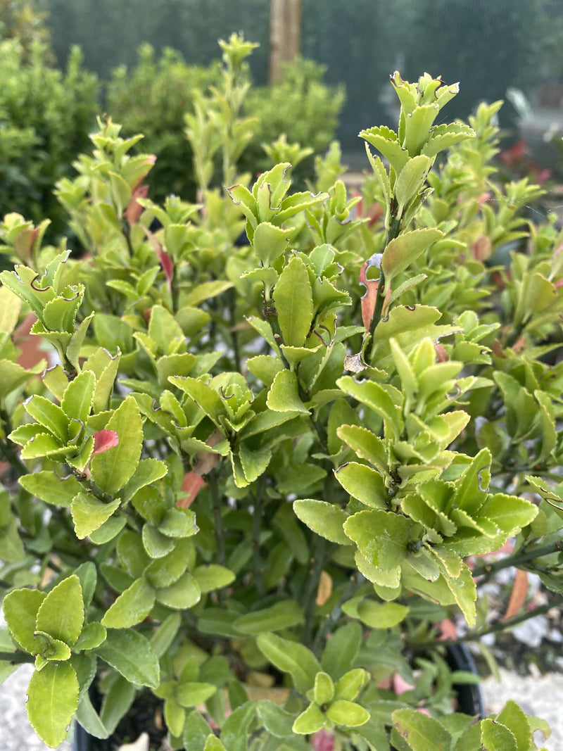 Euonymus Jap. Green Spire 5 Litre Pot
