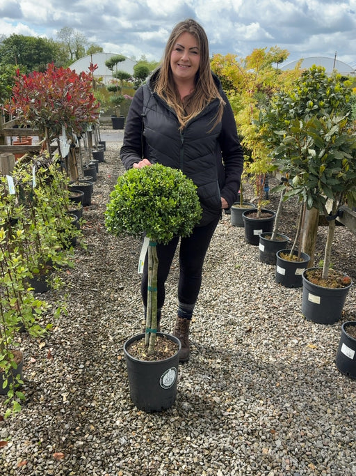 Ilex Crenata Dark Green 12 Litre Pot 1/4 Standard