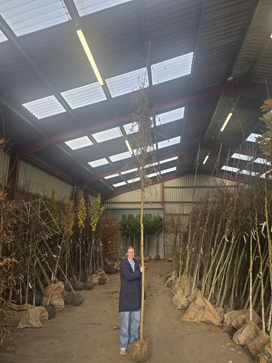 Salix x sep. Tristis Chrysocoma 8/10cm Girth Root Ball Delivery From November Onwards