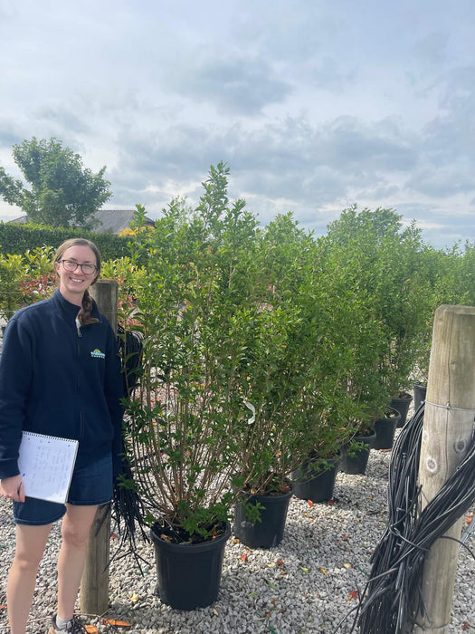 Green Privet 30 Litre Pot  170/180cm