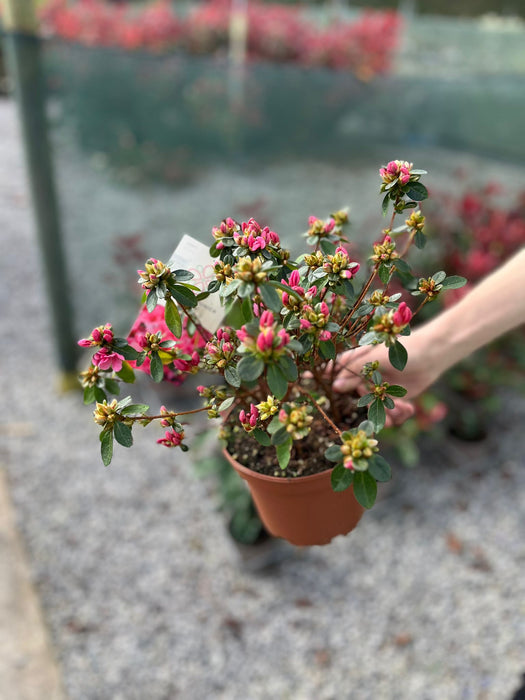 Azalea japonica Thierry 1.5 Litre Pot