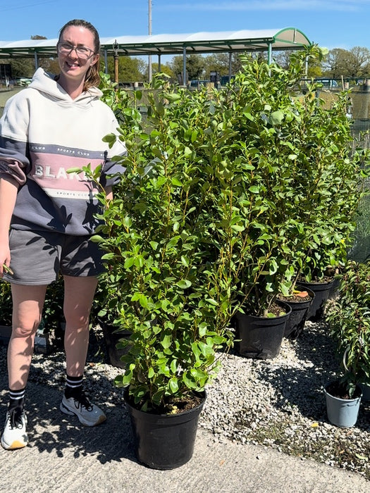 Griselinia Littoralis 15 Litre 100/125cm