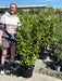 Griselinia Littoralis 15 Litre 100/125cm