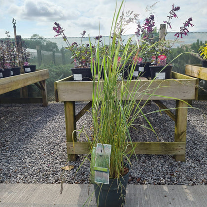 Calamagrostis Overdam 6.5 Litre Pot