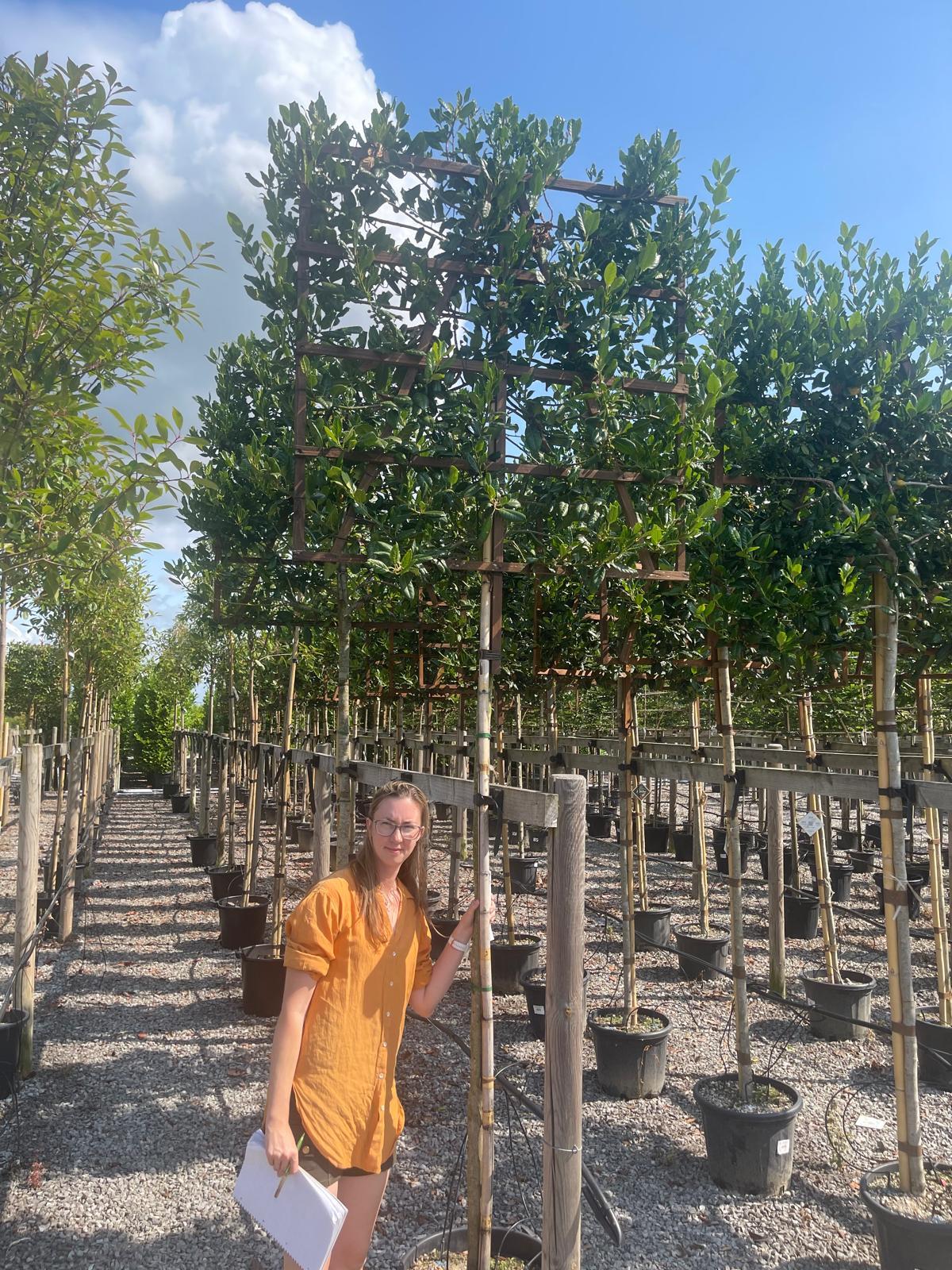 Ilex Nellie Stevens Full Standard Pleached 180cm Stem 120 x 120cm Frame