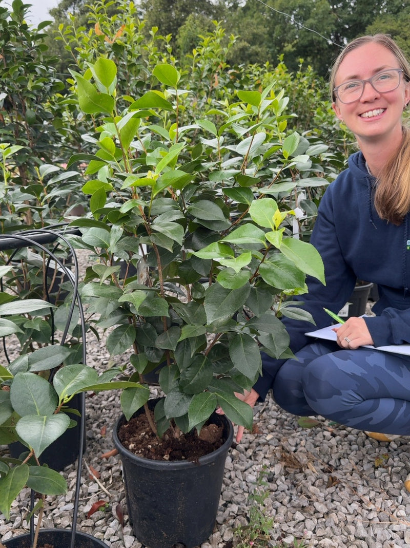Camellia Jap. Nuccios Gem 9 Litre Pot