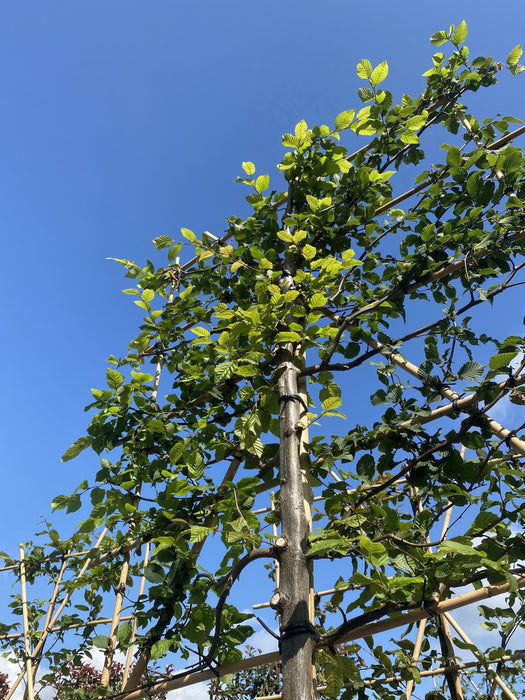 Carpinus B. Pleached Std 10/12cm G, 180cm Stem, 140cm H x 120cm W Frame