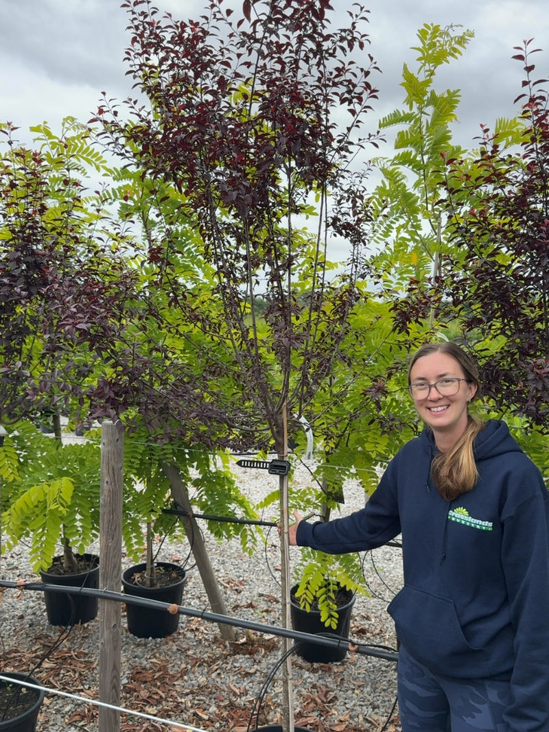 Prunus cer. Choco Creme 15 Litre Pot