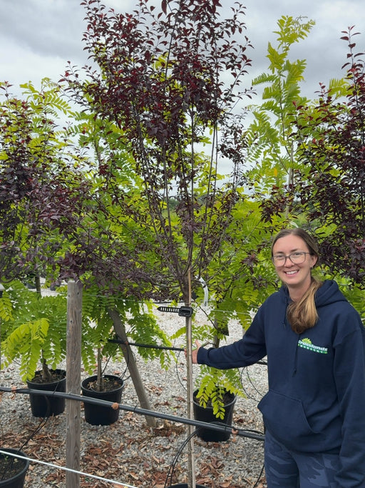 Prunus cer. Choco Creme 15 Litre Pot