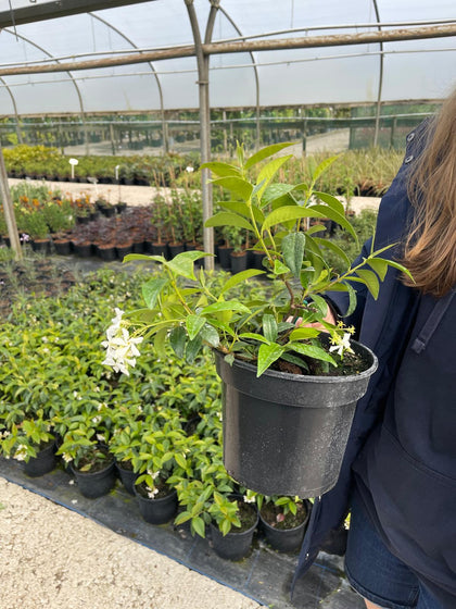Trachelospermum Jasminoides 3 Litre Pot