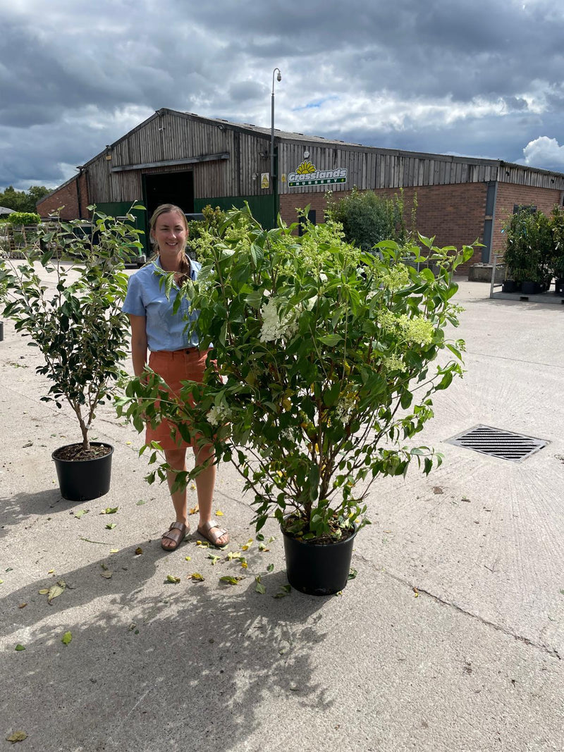 Hydrangea paniculata Phantom 20 Litre Pot 125/150cm