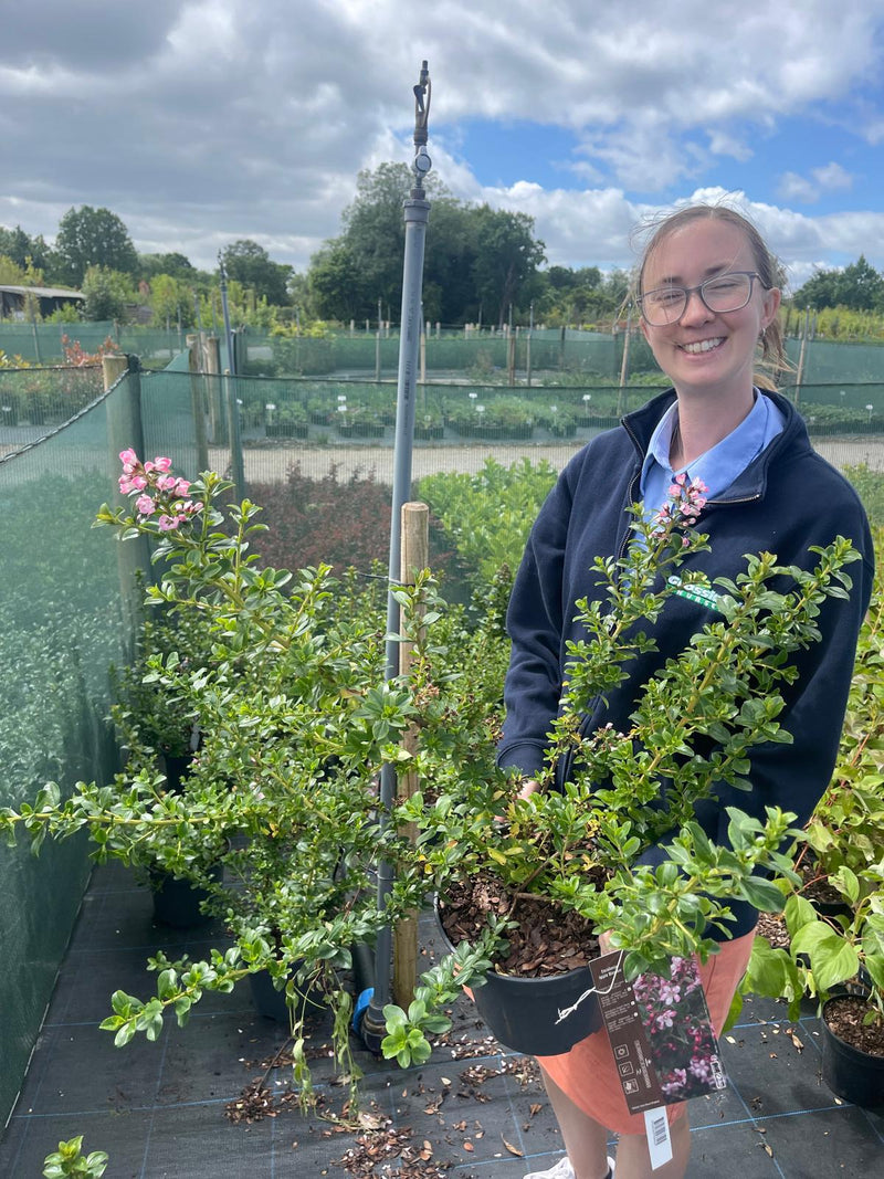 Escallonia Apple Blossom 5 Litre Pot