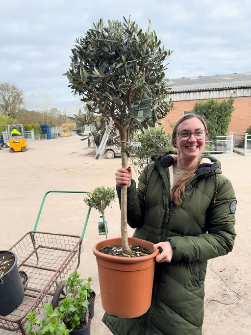 Olea Europea - Olive 1/4 Standard 26cm Pot 50cm Stem