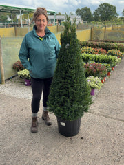 Yew Cone Taxus Baccata 45 Litre Pot 120/130cm