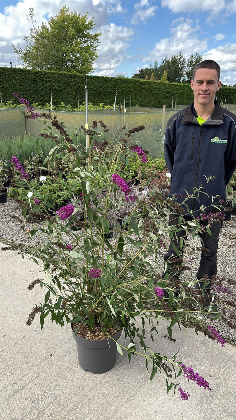 Buddleja davidii Royal Red 12 Litre Pot 80-100cm
