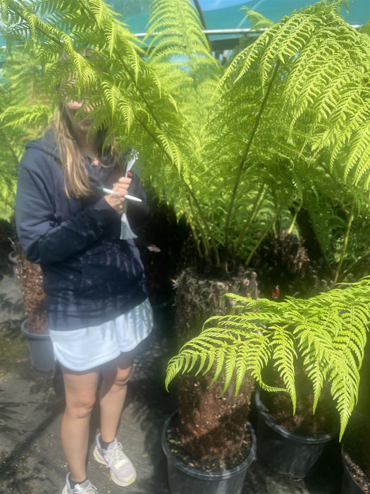 Tree Fern Dicksonia Antarctica 3 Foot Log