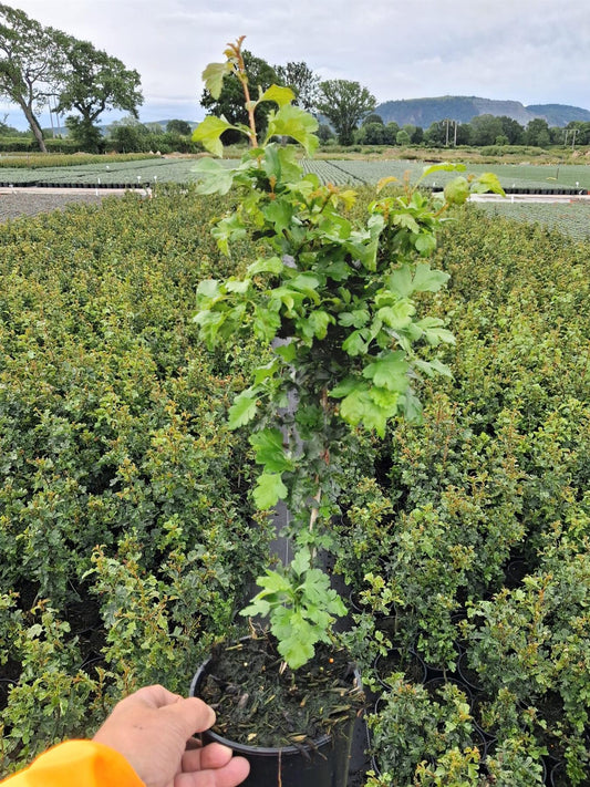 Hawthorn Hedging 2 Litre Pot 40-60cm