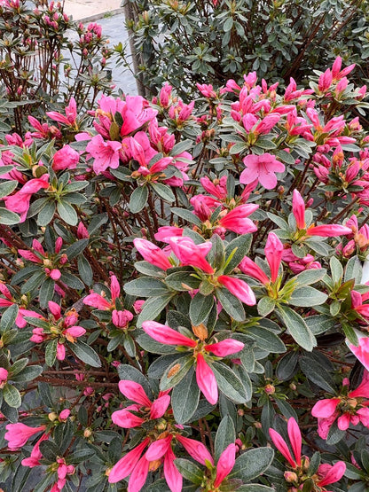 Azalea Japonica Mad. Van Hecke 30 Litre Pot