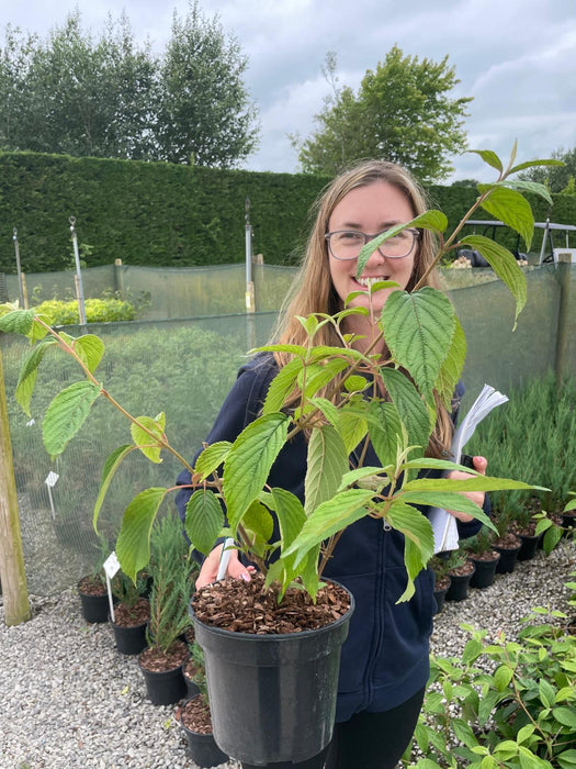 Viburnum Plicatum Lanarth 3 Litre Pot