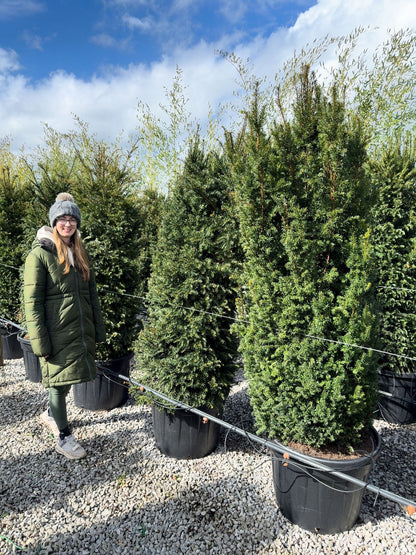 Yew Hedging Instant 160/180cm 90 Litre Pot