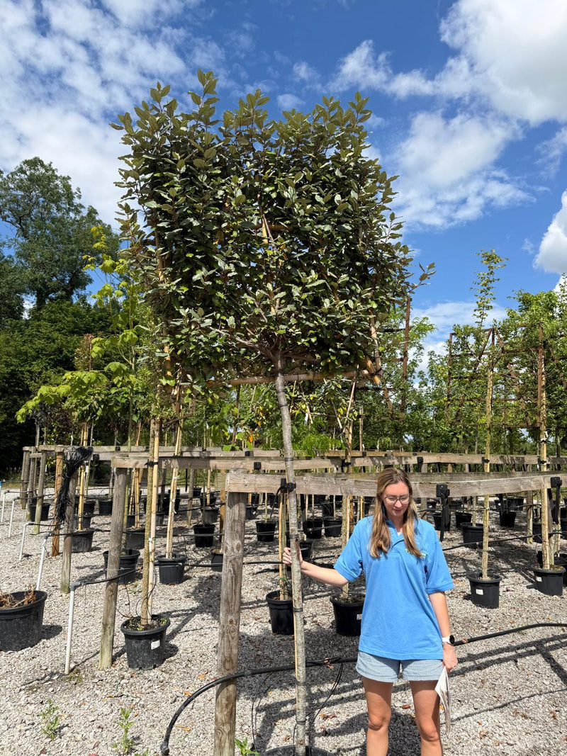 Elaeagnus Ebb. Compacta Pleached 180cm Stem 120x120cm Frame Seconds