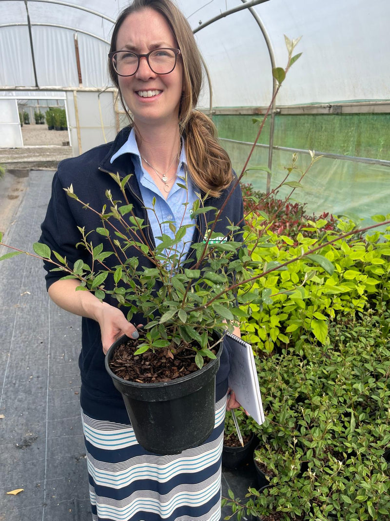 Cotoneaster Lacteus 3 Litre Pot