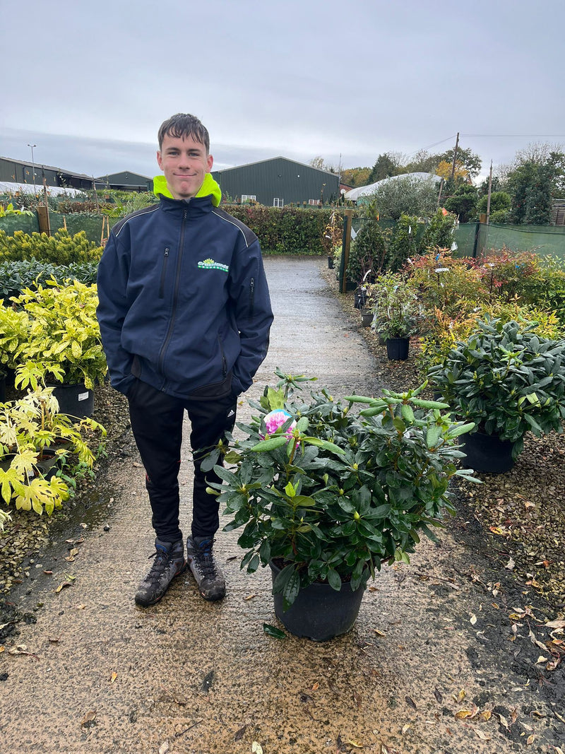 Rhododendron Hybrid Roseum Elegans 25 Litre Pot 90cm Wide