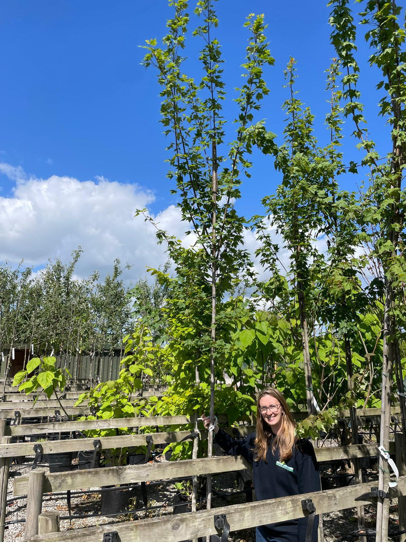 Acer Rubrum Red Sunset 10-12cm Girth