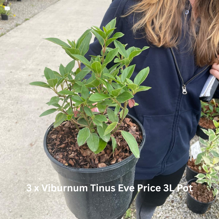 12 x Ground Cover Mixed Border Pack