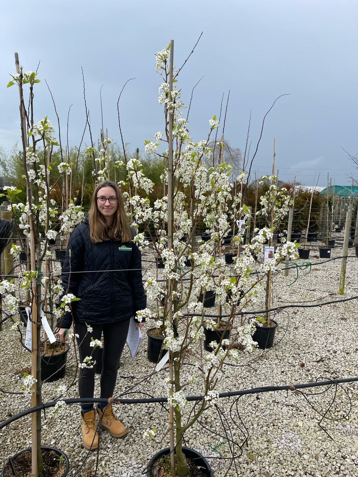 Pyrus Chanticleer 15 Litre Pot