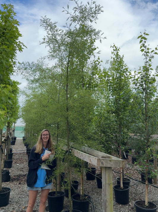 Alnus glutinosa Imperialis 8/10cm Girth