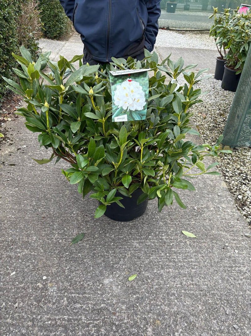 Rhododendron Hybrid Cunninghams White 25 Litre Pot 90-100cm Wide
