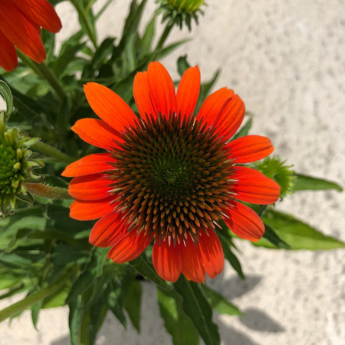 Echinacea Purpurea Lakota Orange 5 Litre Pot