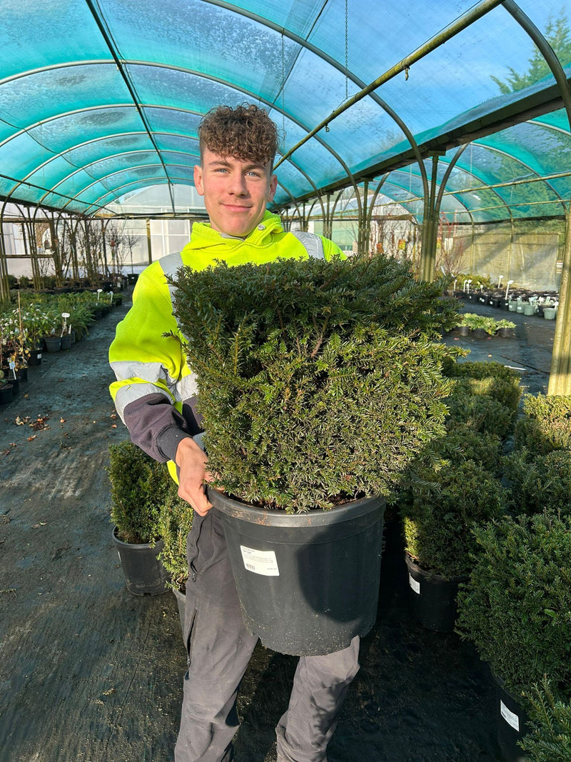 Taxus Baccata Cube 40cm