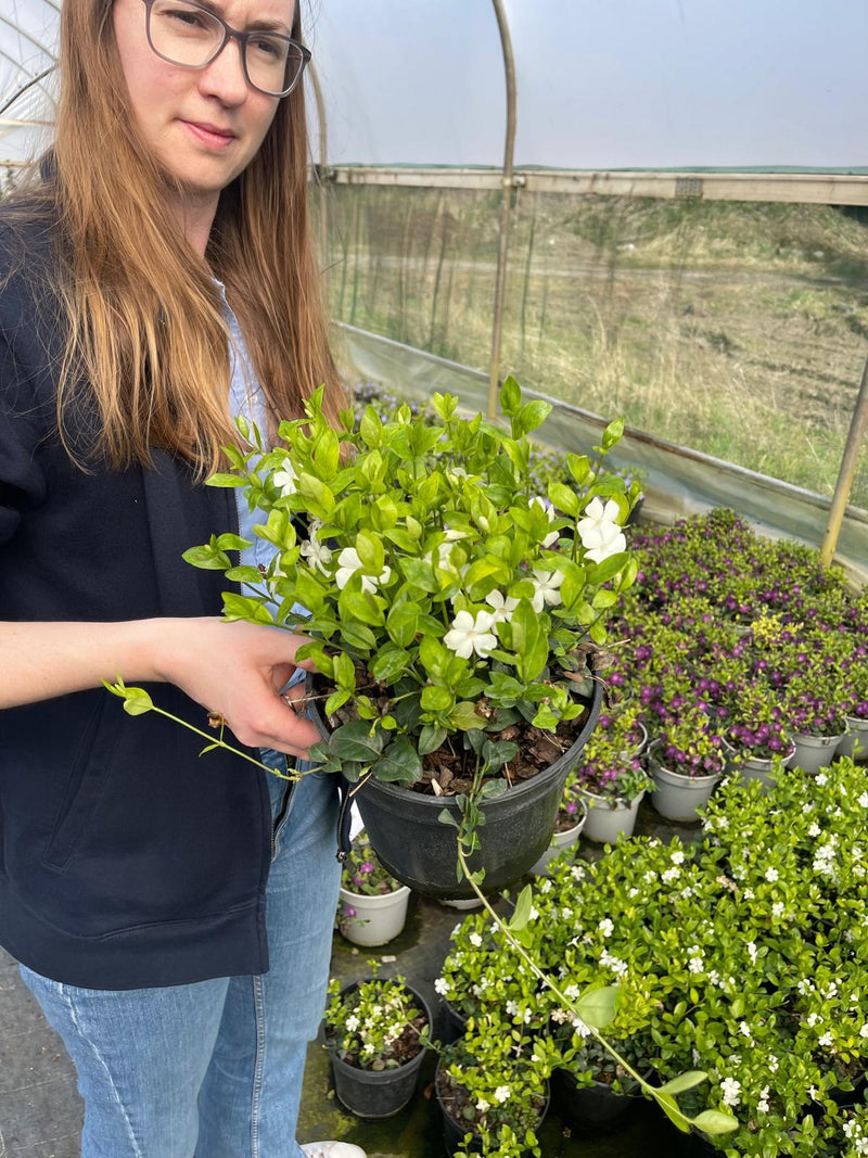Vinca Minor Gertrude Jekyll 2 Litre Pot