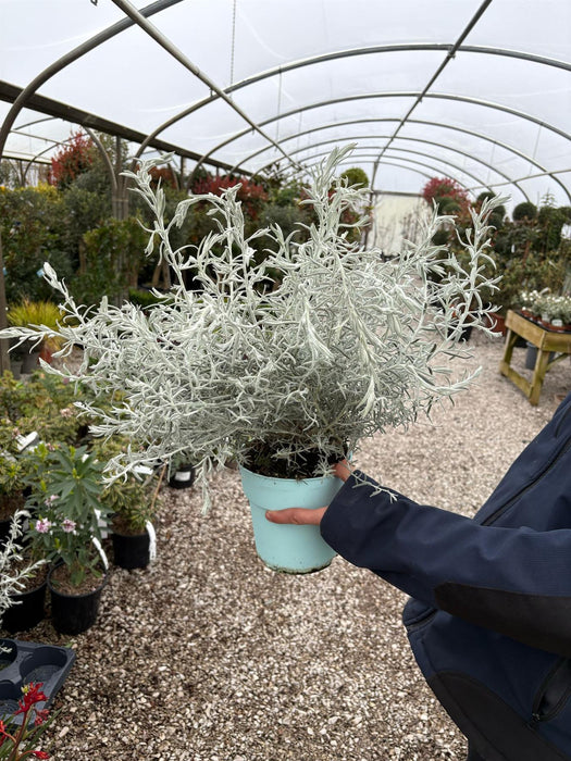Eremophila Nivea 2 Litre Pot