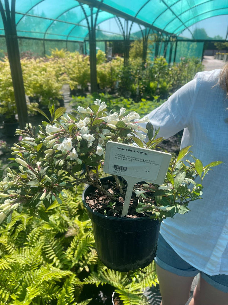 Weigela Victoria 3 Litre Pot