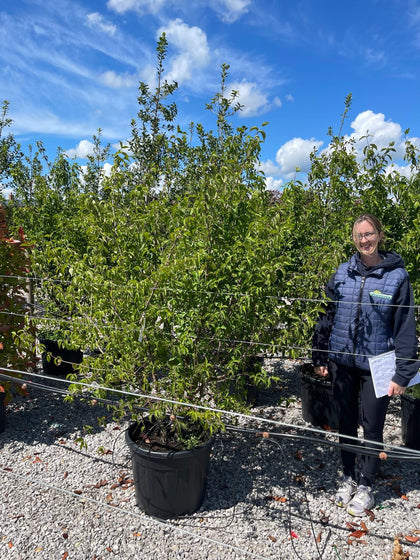 Cornus Mas Multi Stem 150/175cm Rootballed