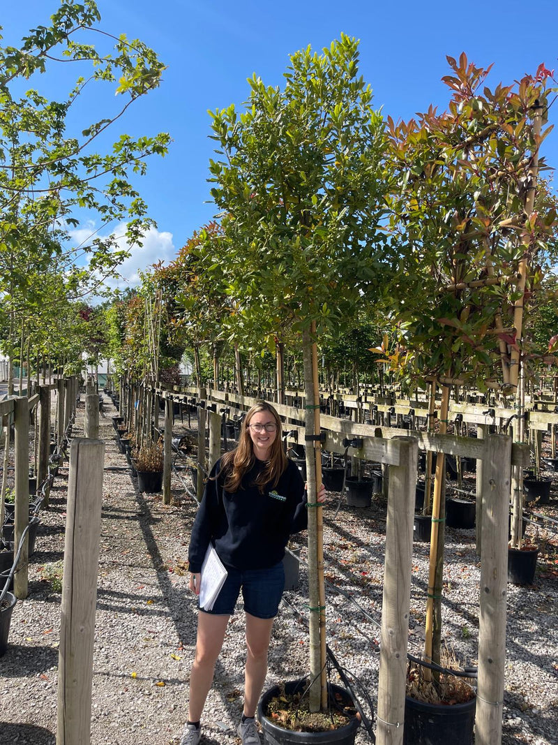 Ilex Nellie Stevens Standard 175/190cm Stem Last 1