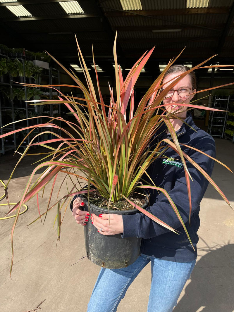 Phormium Tenax Jester 15 Litre Pot