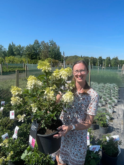 Hydrangea Paniculata Living Little Rosy 7 Litre Pot