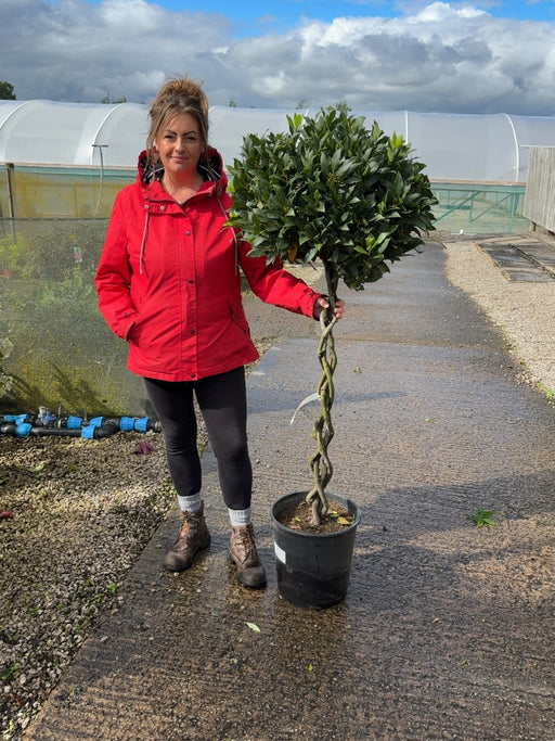 Laurus Nobilis 1/2 Standard 18 Litre Pot 80cm Platted Stem 55-60cm Head
