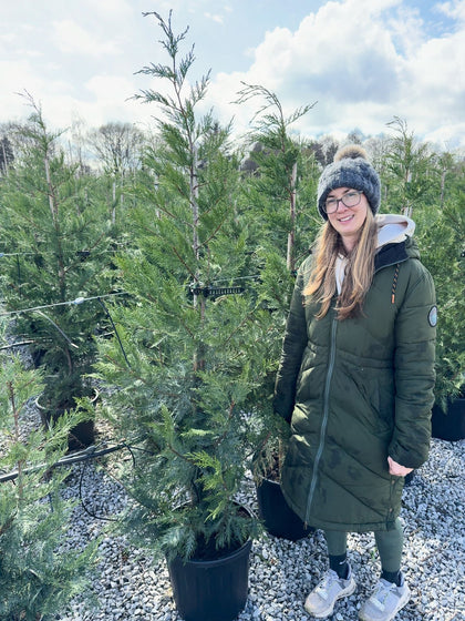 Leylandii Hedging 220/240cm Potting Stock