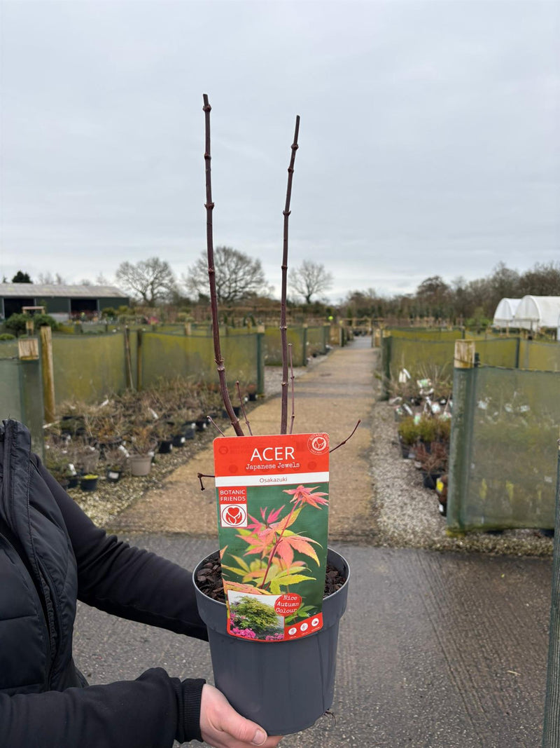 Acer Palmatum Osakazuki 3 Litre Pot